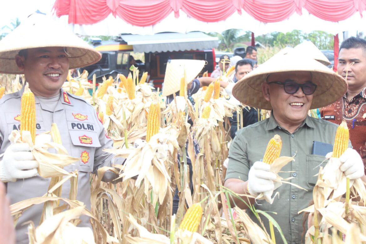 Bupati Yulianto, Bersama Kapolres AKBP Agung Tribawanto Mengikuti Panen Raya Jagung Serentak Kuartal II di Sukomananti