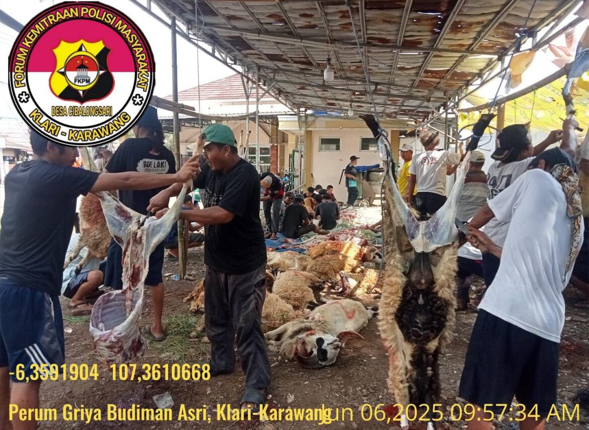 Sebanyak 2 Ekor Sapi 19 Ekor Domba, Dkm Mesjid Jami An-nada Lakukan kegiatan Pemotongan Hewan Qurban Dihari Raya Idul Adha 1446 H/2025