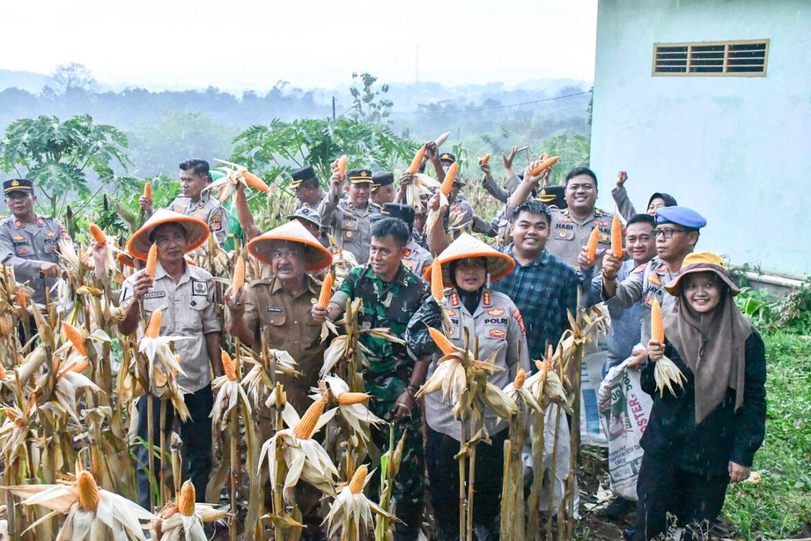 Polresta Cirebon Gelar Panen Jagung Dalam Rangka Mendukung Swasembada Pangan