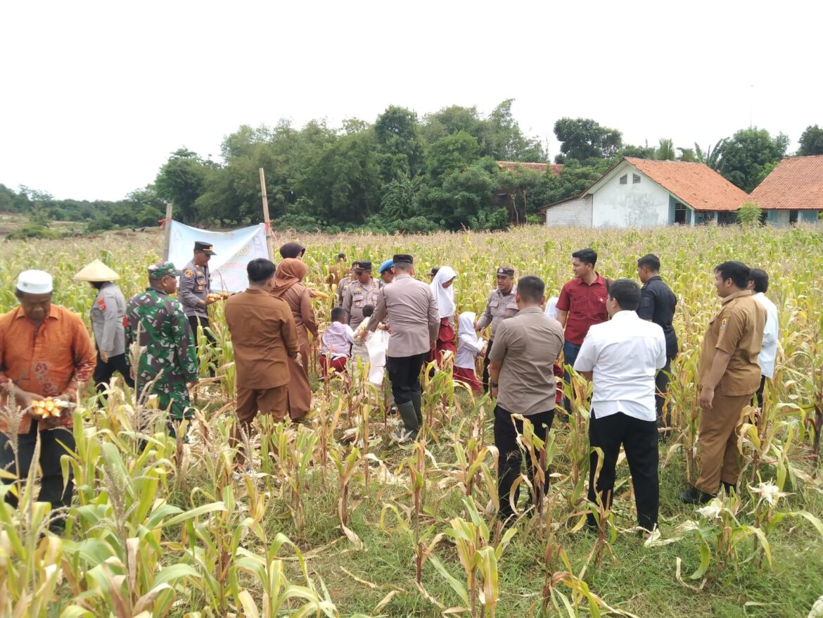 Panen Jagung Polresta Cirebon, Bukti Nyata Dukungan Terhadap Swasembada Pangan Nasional.