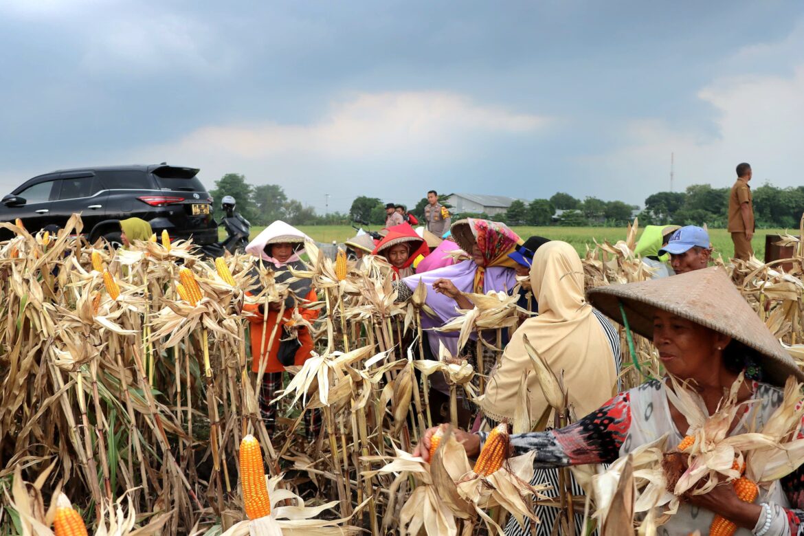 Polresta Cirebon Gelar Panen Jagung Dalam Rangka Mendukung Swasembada Pangan.