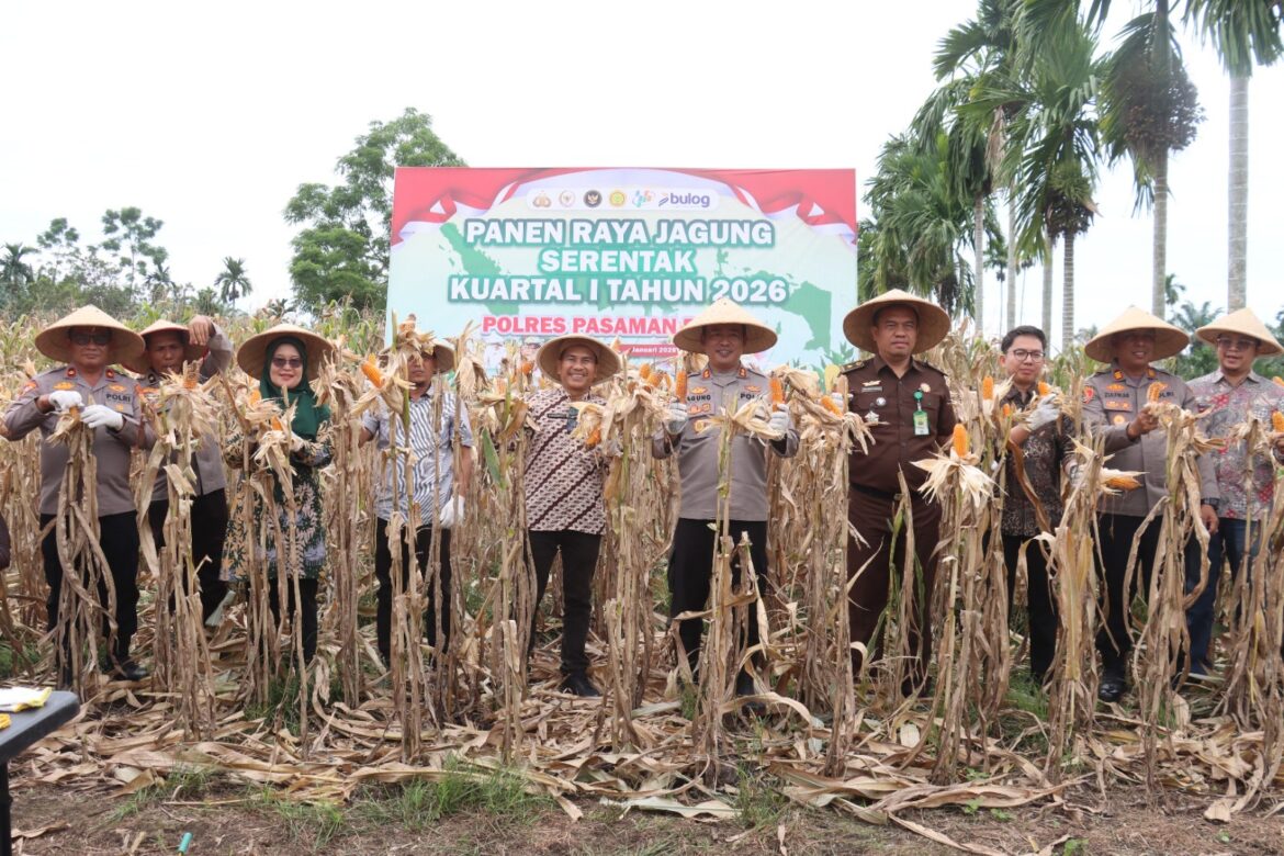 Polres Pasaman Barat Gelar Panen Jagung Serentak Kuartal I 2026 di Nagari Lingkuang Aua Bandarejo